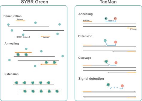 How does qPCR work: SYBR Green vs TaqMan .